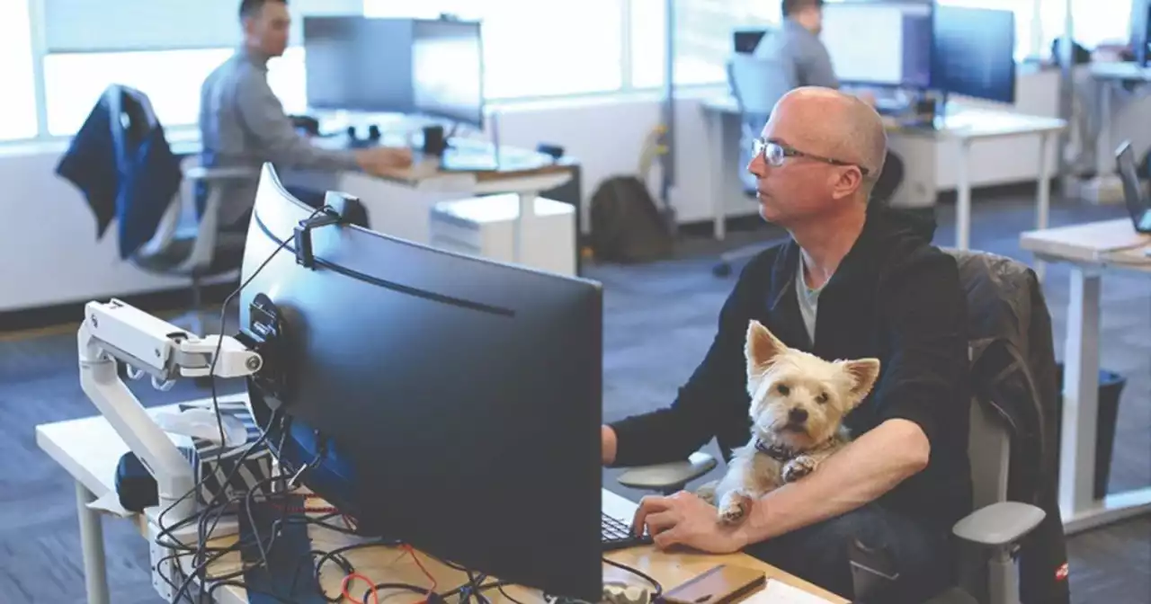 El país donde los perros van a trabajar con sus dueños