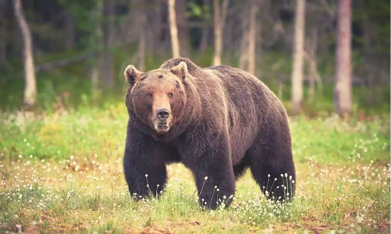 Cardano's Charles Hoskinson: We Are in a Bear Market