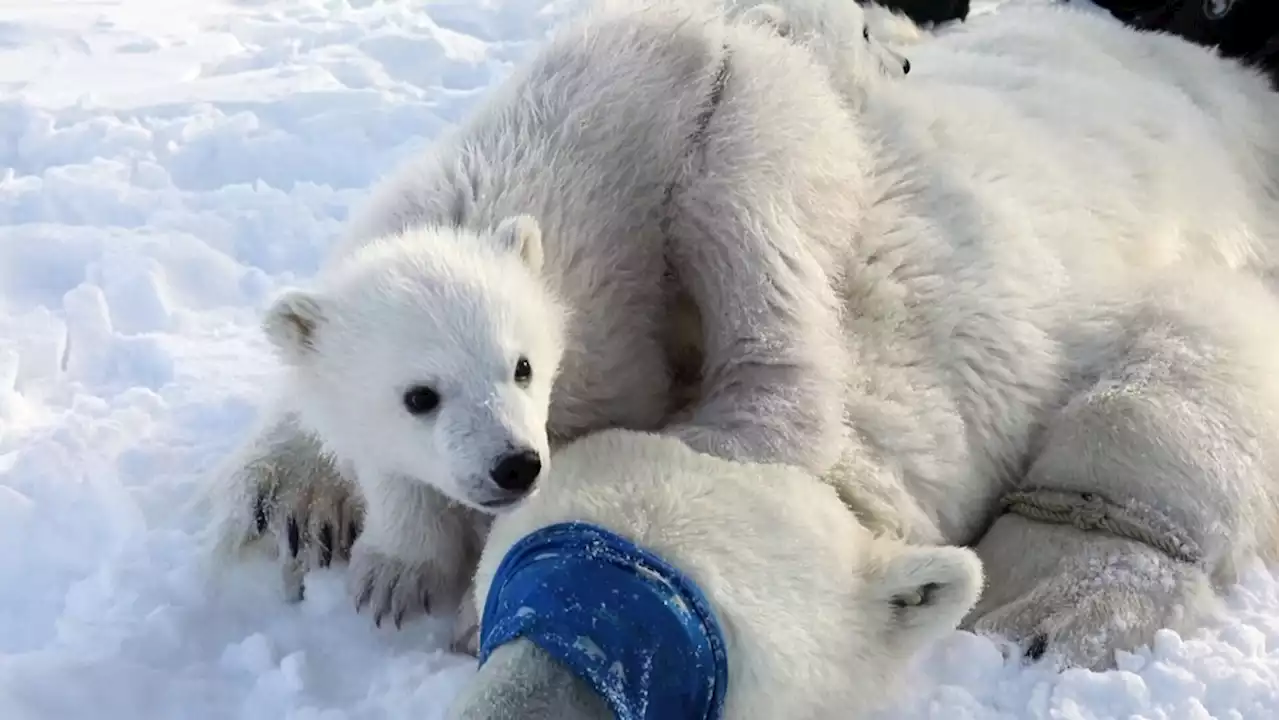 New polar bear cubs a good sign, but species still in danger, experts say