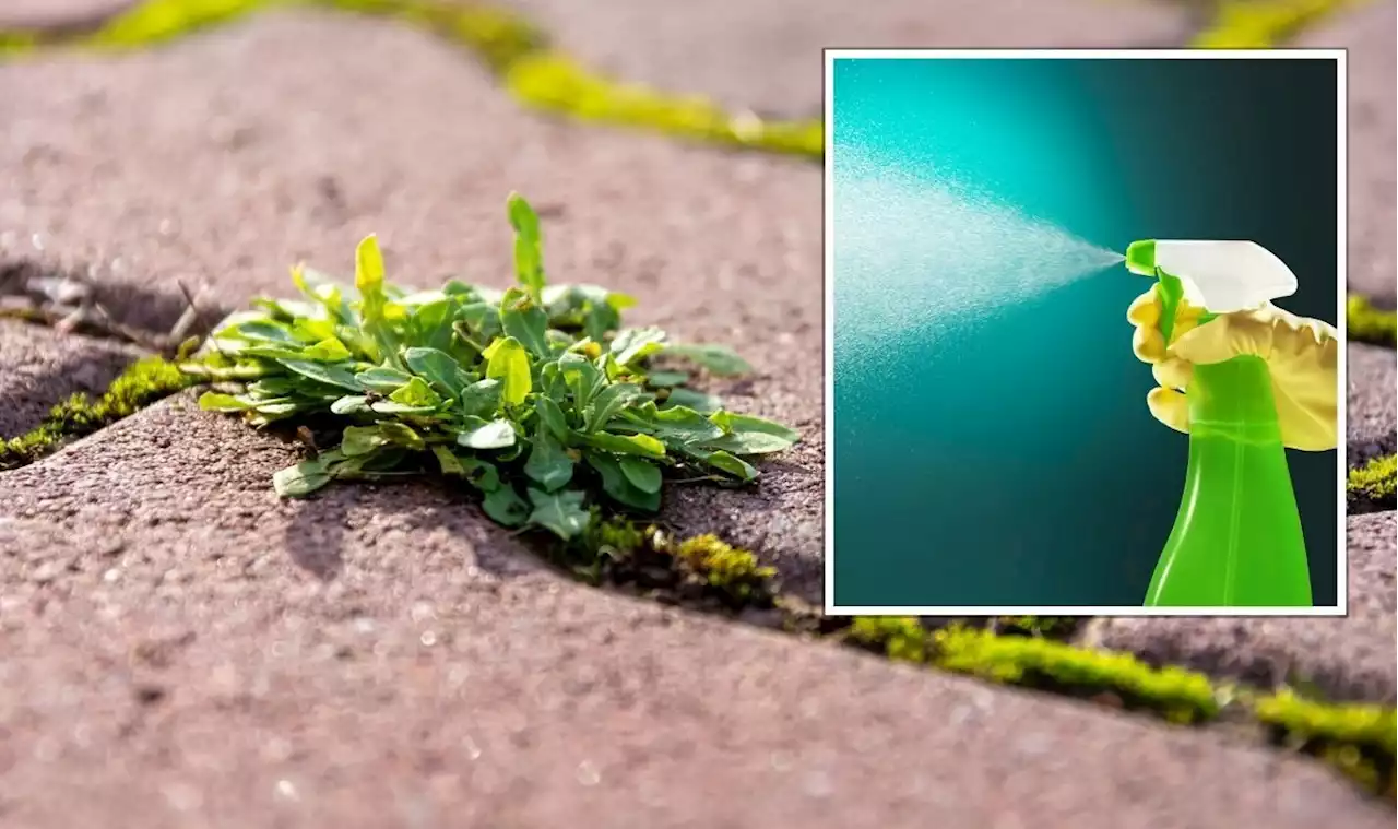 ‘Extremely fast-acting’ 29p method to kill patio weeds - ‘results in brown withered weeds’