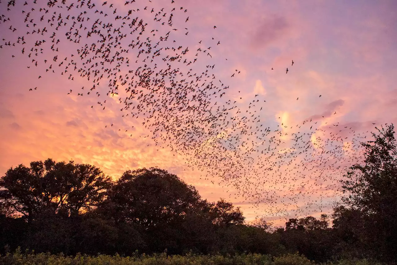 Watch tonight: A cloud of bats will take flight, streaming from Bracken Cave on Facebook Live