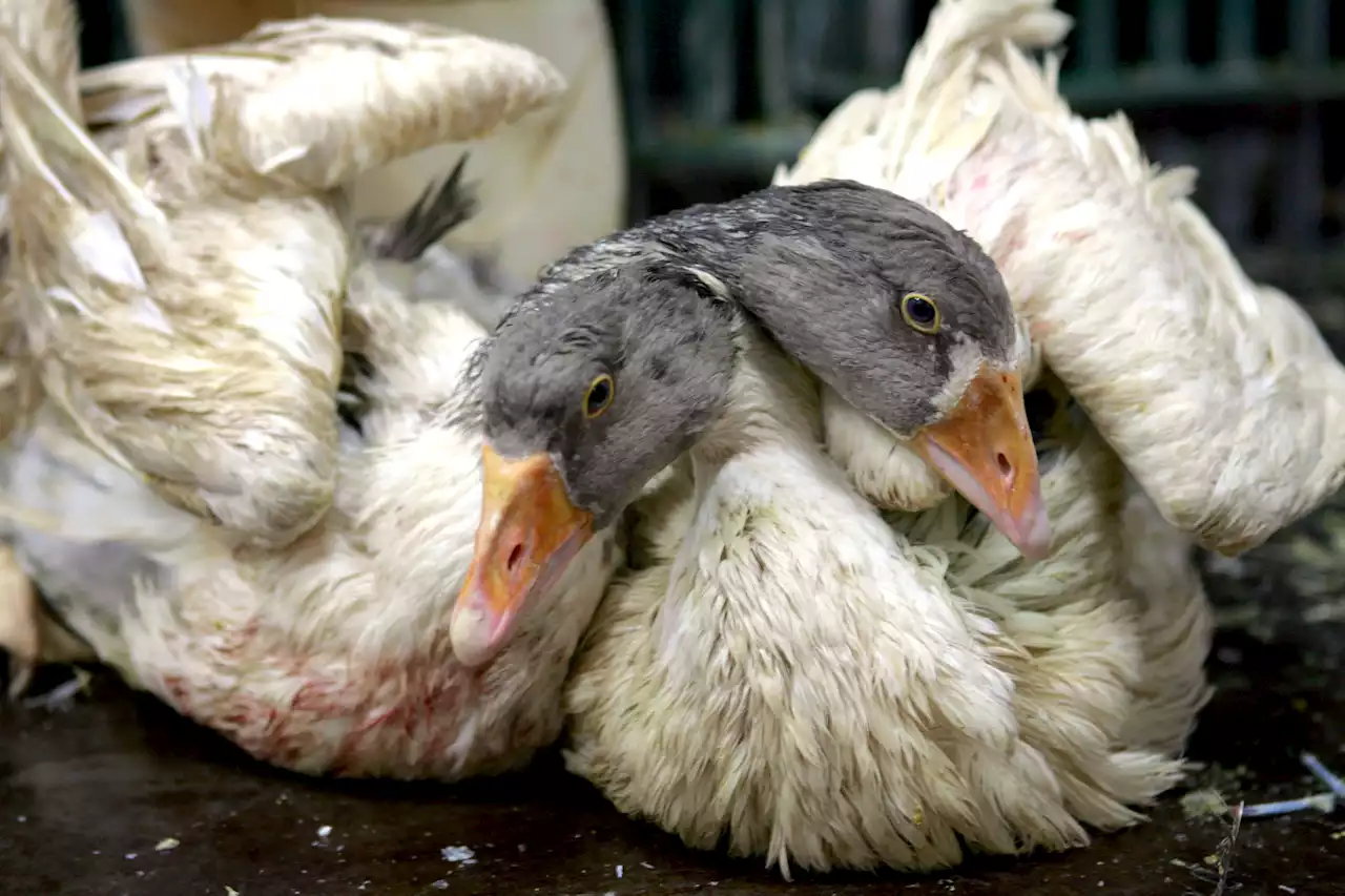 Opinion: Please, Boris Johnson – don’t U-turn on foie gras