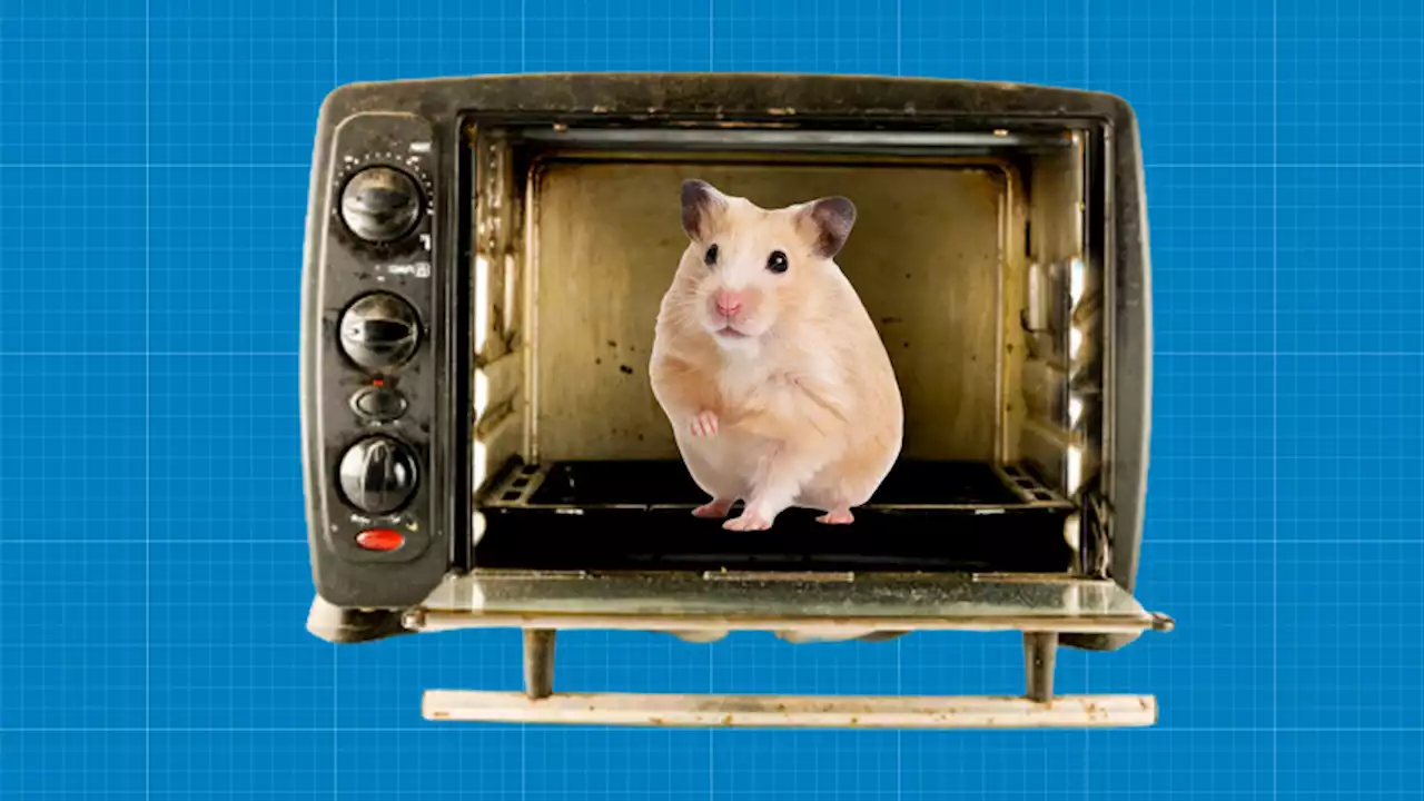 Scientists Used Microwave Ovens to Reanimate Frozen Hamsters in 1950s