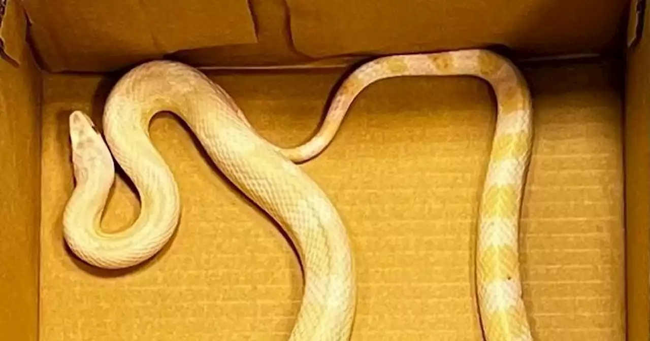 Gardai issue appeal after mysterious discovery of snake in Dublin suburb