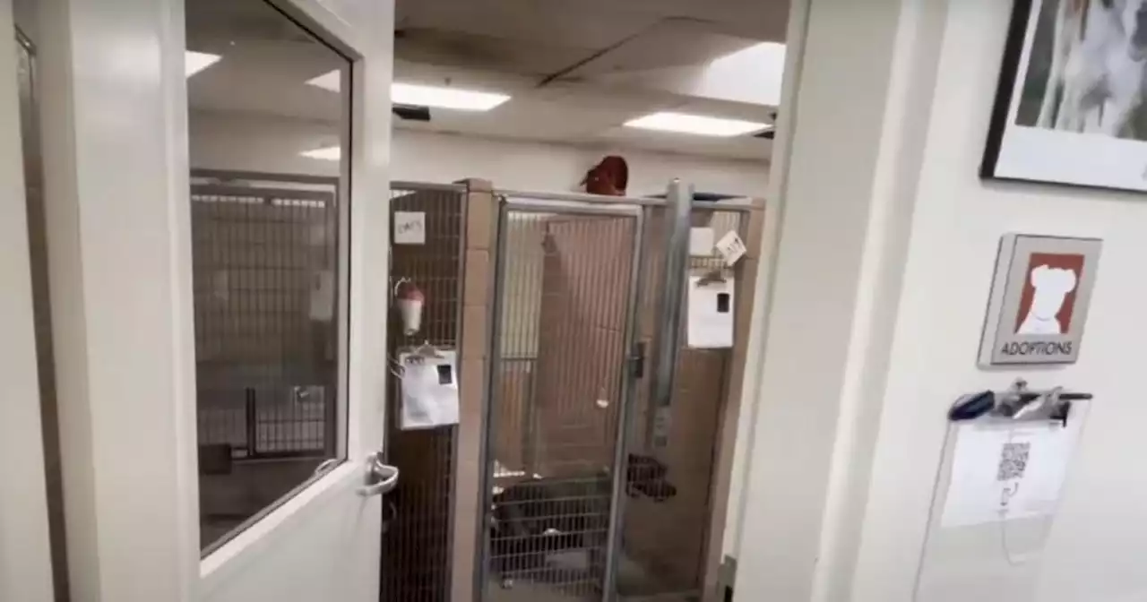 Community hears Oakland animal shelter's urgent plea, 90 pets adopted over weekend