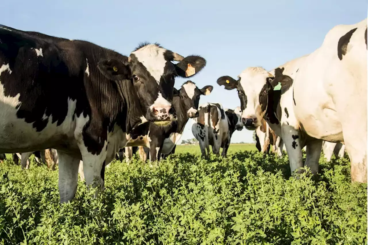 En la Argentina está la leche más barata del mundo