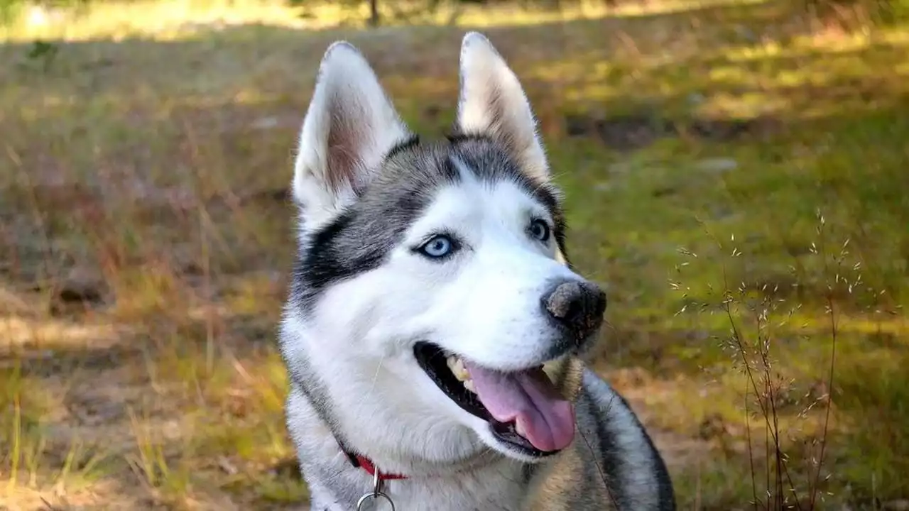 Nel Comasco una 90enne cade in giardino, i suoi cani Blu e Balù riescono a dare l’allarme