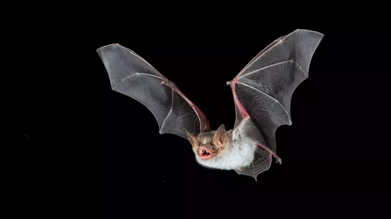 These bats imitate hornets to avoid being eaten by owls