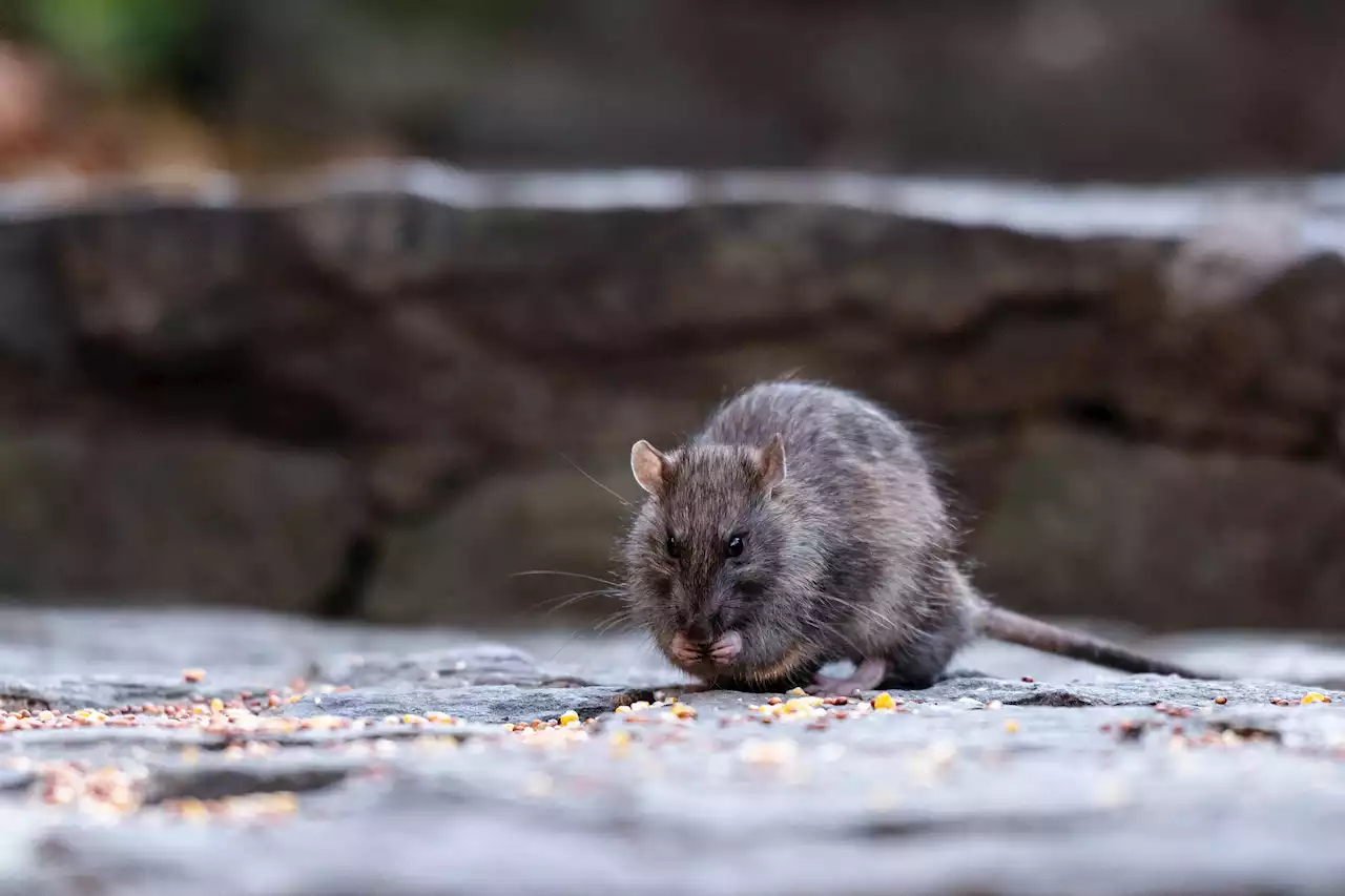 7,400 Rat Sightings Reported to 311 So Far This Year as Each Month Sets Fresh Record