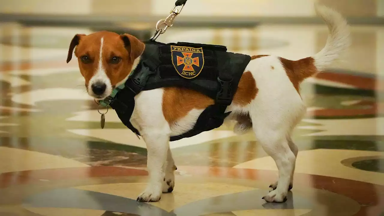 Selenskyj zeichnet Minensuchhund mit Medaille aus