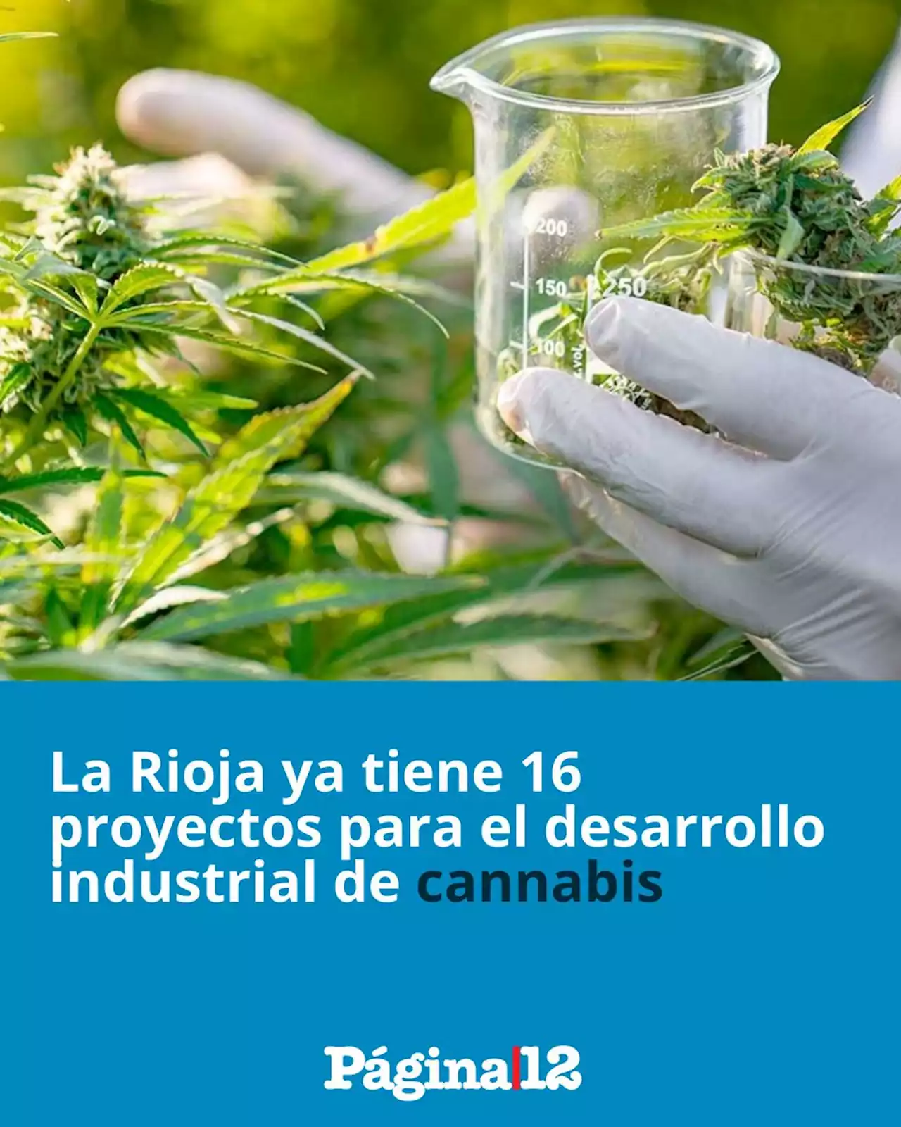 La Rioja ya tiene 16 proyectos para el desarrollo industrial de cannabis | Diputados aprobó marco regulatorio