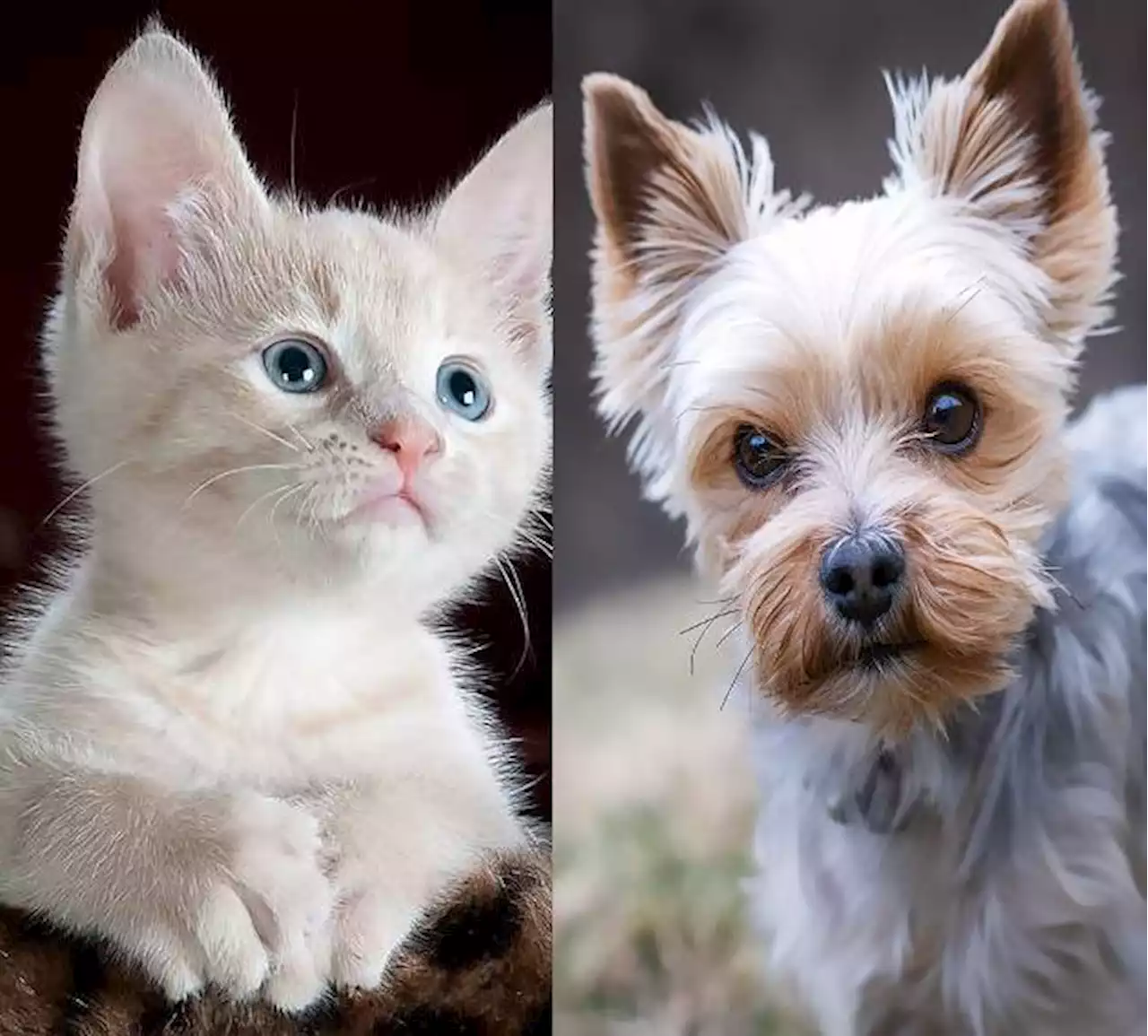 'Posso deduzir gastos com veterinário no IR 2022?'