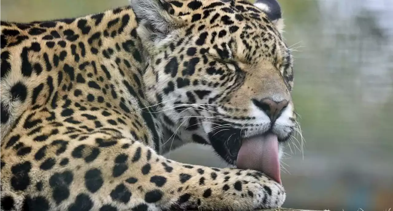 Buscan a los responsables de sacrificar a un jaguar en La Guajira; es una especie amenazada - Pulzo