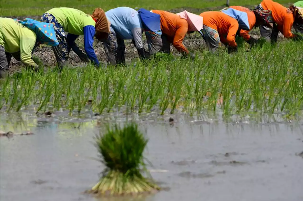 Data BPS: Sektor Pertanian Serap Lapangan Kerja Tertinggi di Tahun 2022 |Republika Online