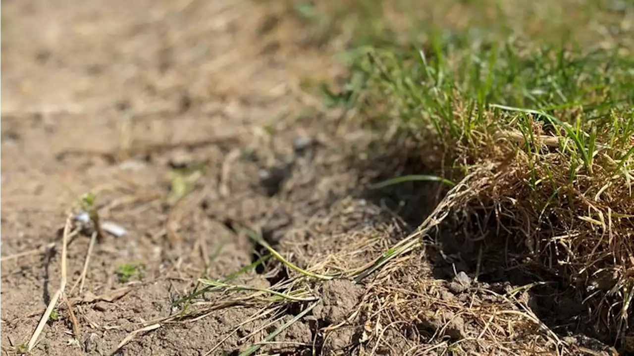 Sécheresse au potager : quelles solutions sans se ruiner en eau?