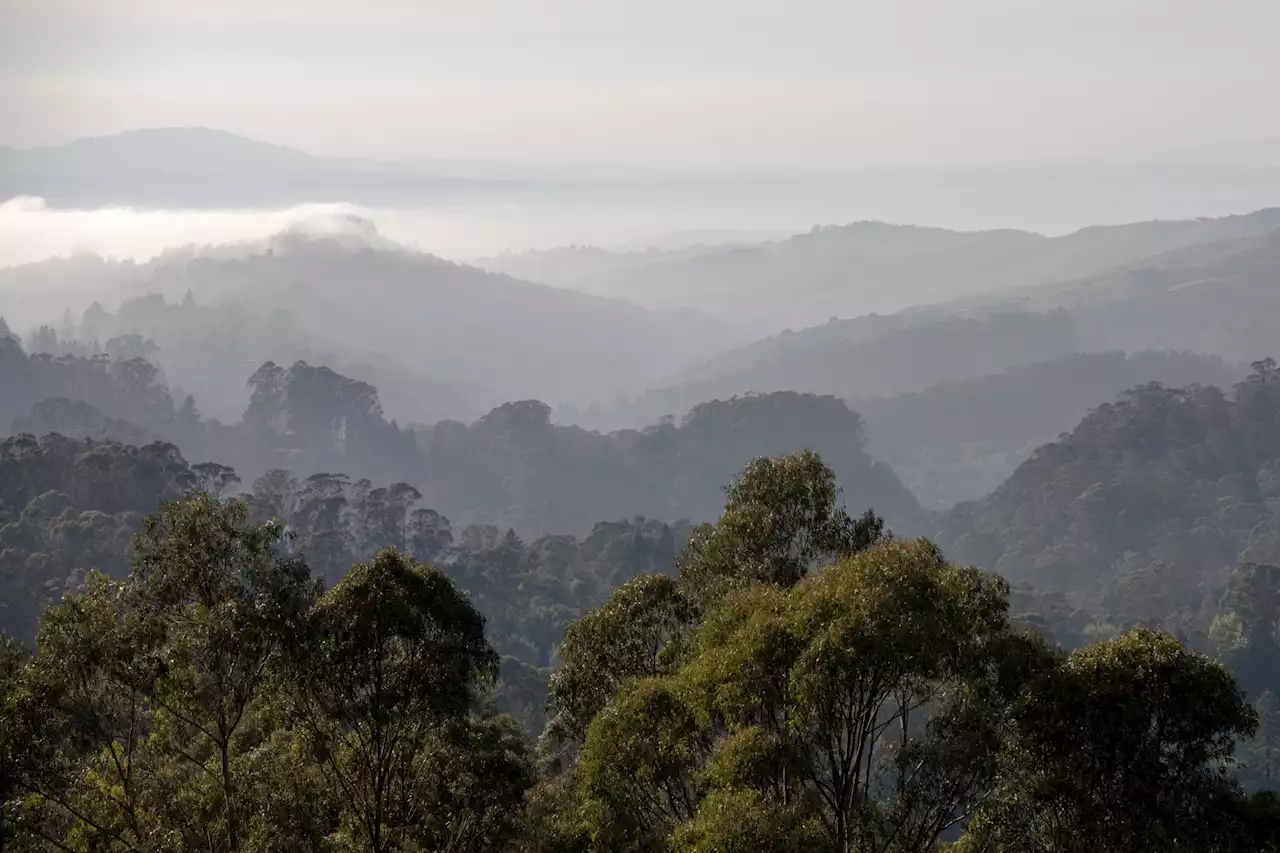 Body found a quarter-mile from Tilden Park's steam trains