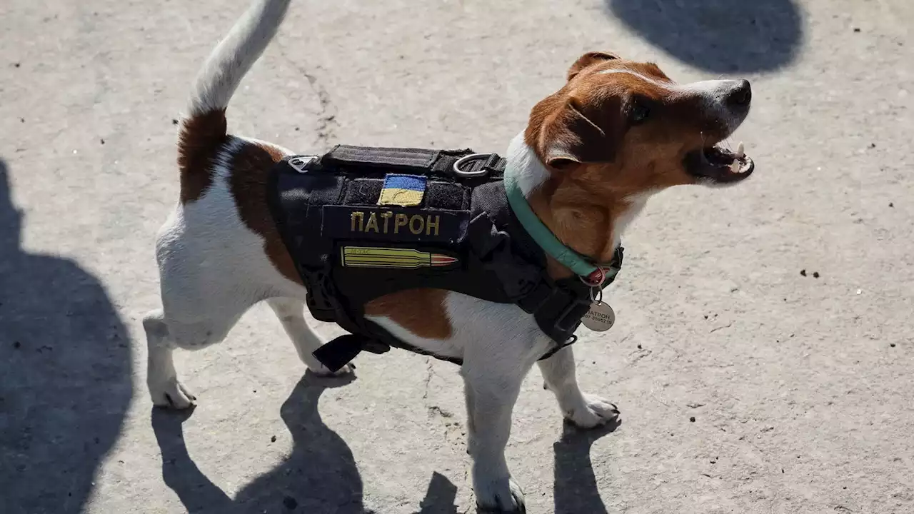 Ukraine war: Mine-sniffing dog who has saved hundreds of lives gets Ukrainian medal of honour