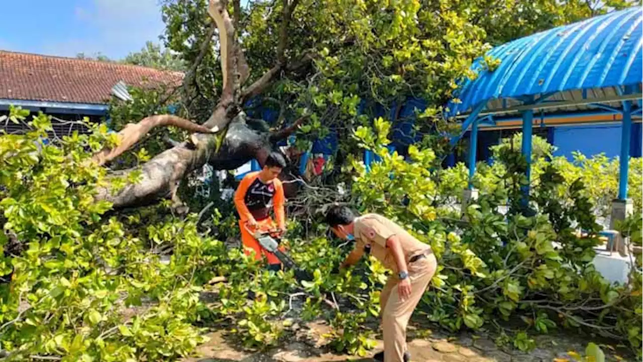 Puluhan Pohon Tumbang di RSJD Solo hingga Asrama Mahasiswa UNS