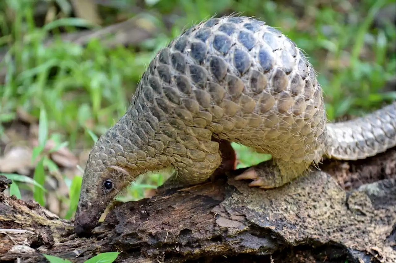 Sunda pangolins may go extinct in Sabah due to poaching, says state Wildlife director