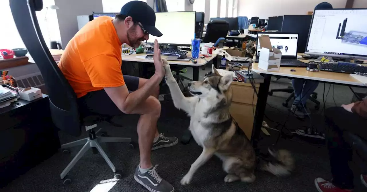 Au Canada, les chiens s’invitent au bureau de leur maître: «Nous encourageons les gens qui ont des animaux à les amener»