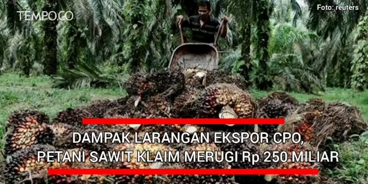 Dampak Larangan Ekspor CPO, Petani Sawit Klaim Merugi Rp 250 Miliar