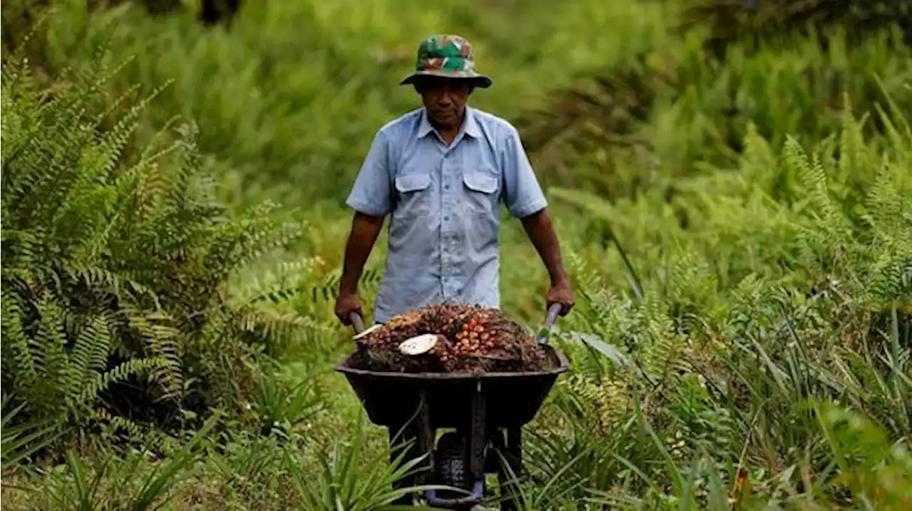 Petani Bingung Soal Solusi Harga Sawit Jatuh: Bagaimana Hadapi Krisis?