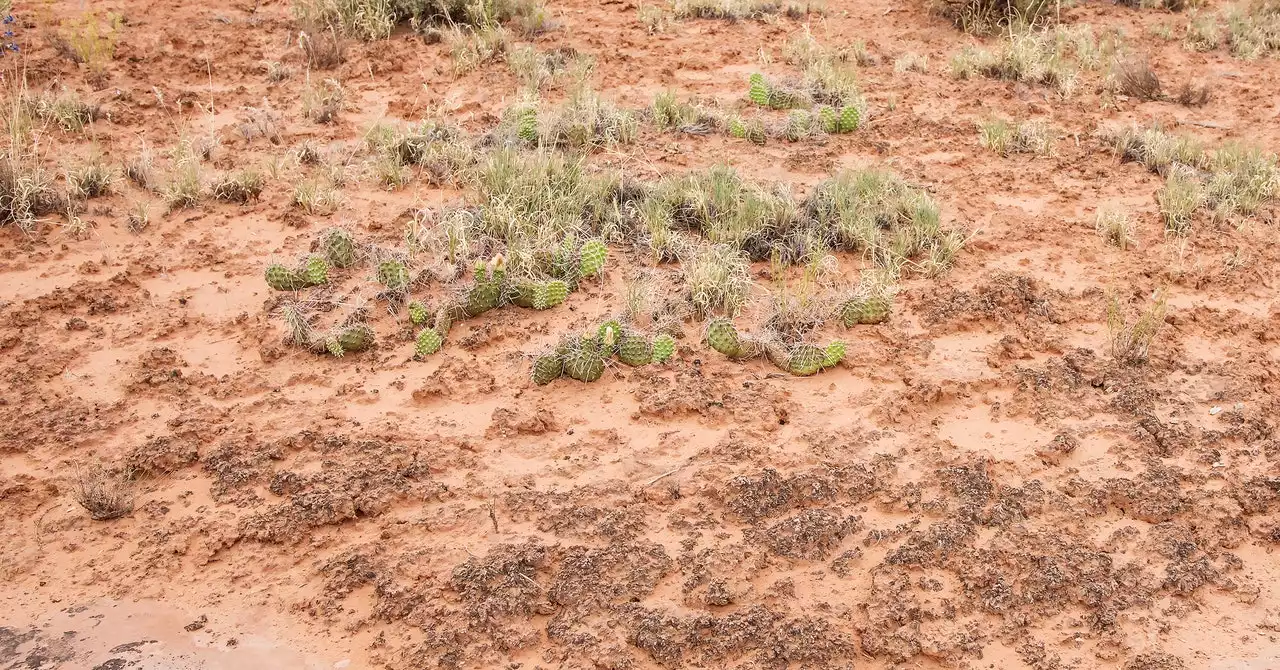 The Desert’s Fragile Skin Can’t Take Much More Heat