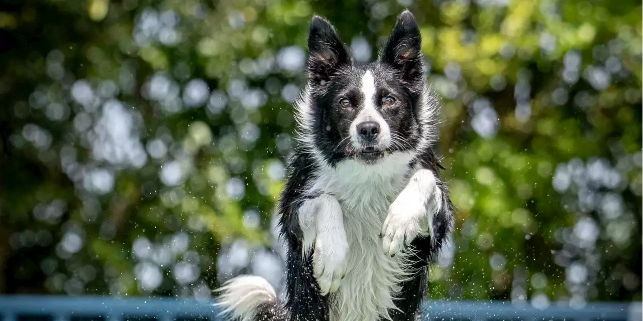 The Working-Class Alternative to the Westminster Dog Show