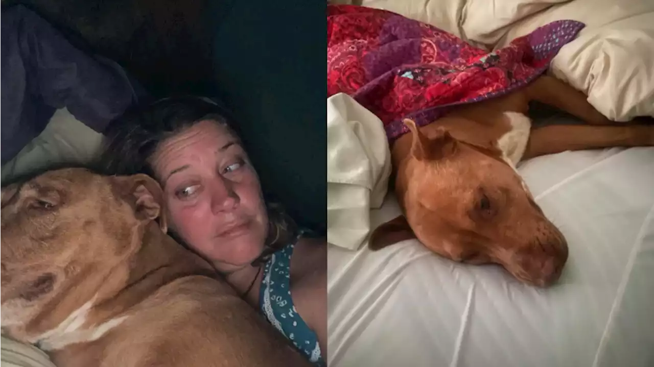 Woman wakes up to stranger’s dog sleeping in her bed