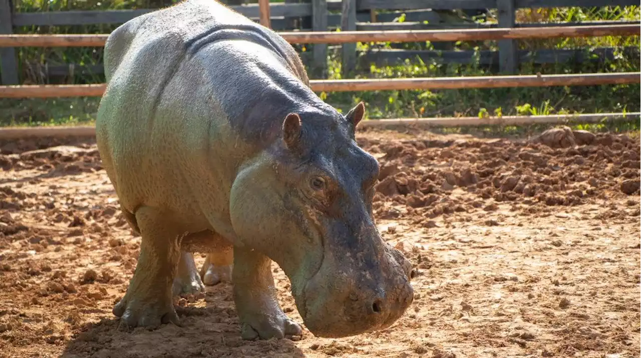 Hembra de hipopótamo fue esterilizada de manera exitosa en Colombia