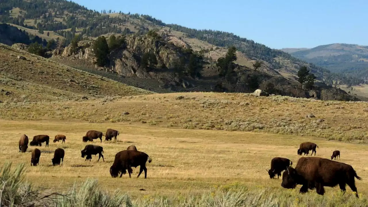 Bison gores, tosses 25-year-old woman at Yellowstone