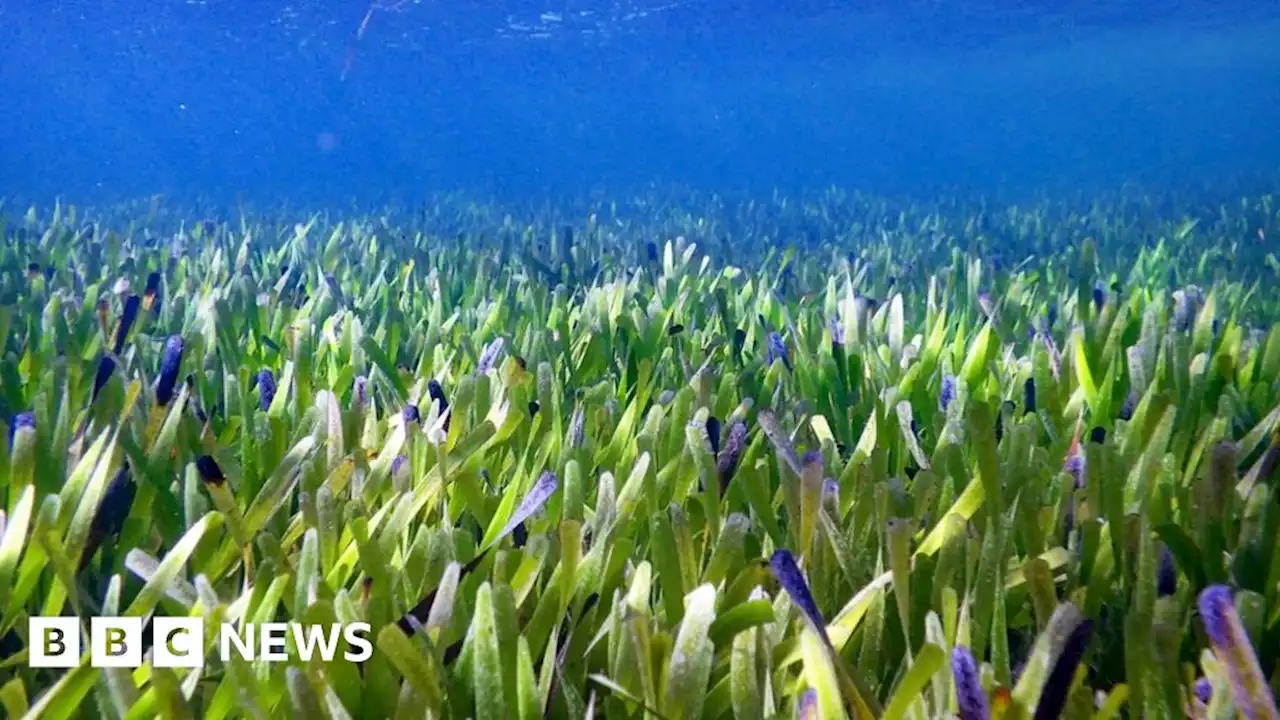 World's biggest plant discovered off Australian coast