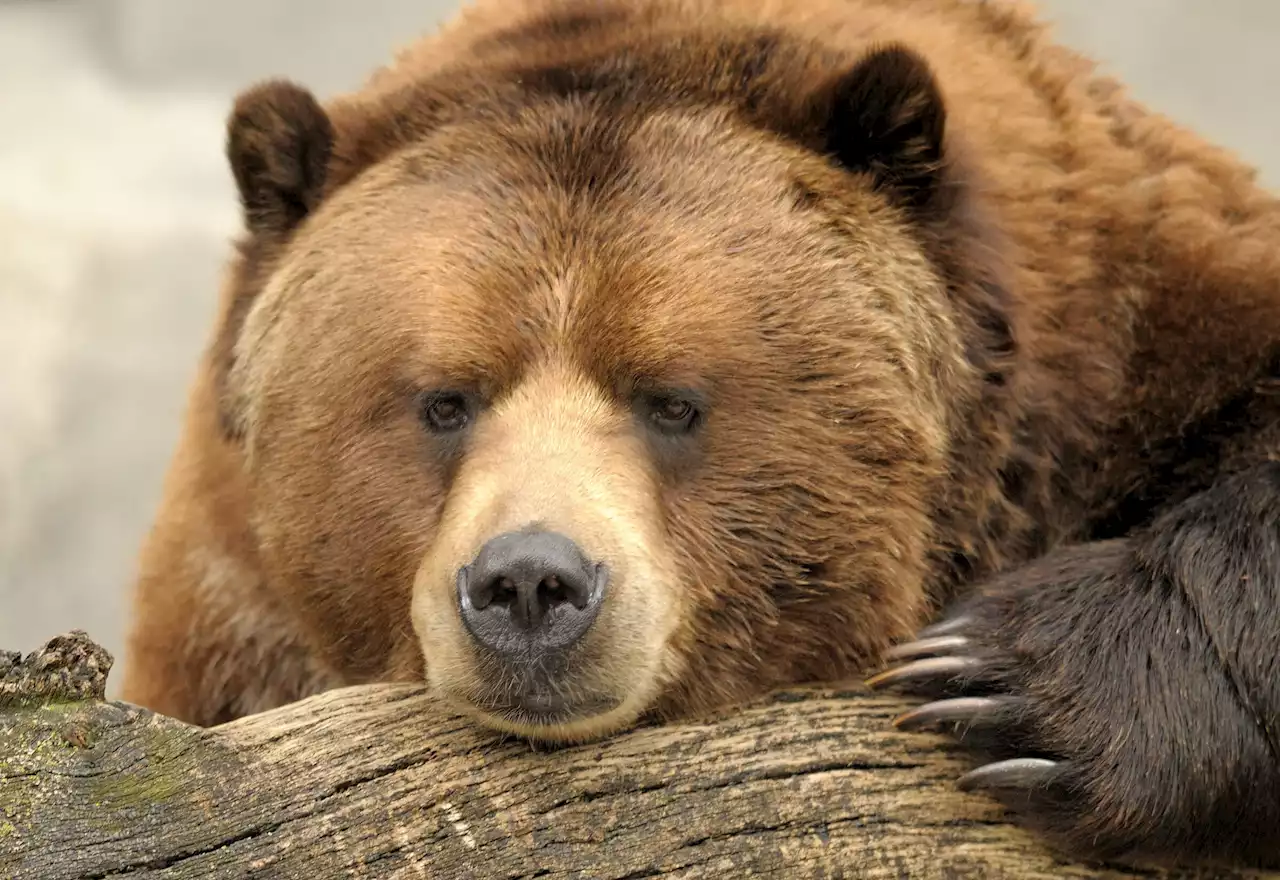 Polar bears and grizzlies are mating to create giant hybrids, and humans are to blame