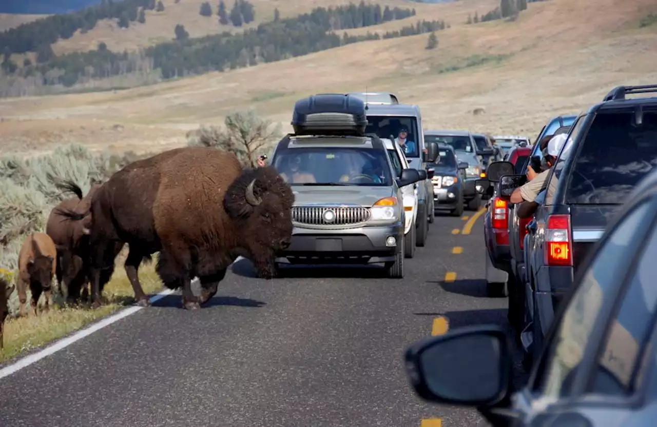 Ohio woman gored by bison, tossed into air during Yellowstone National Park visit