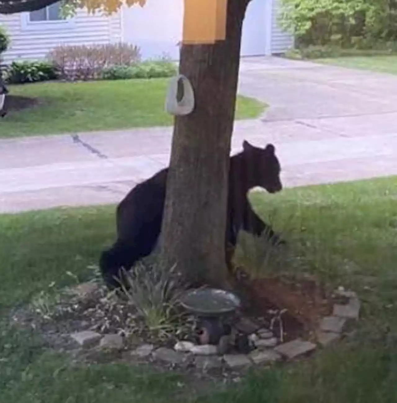 Black bear seen wandering through yards in Concord Township in Lake County