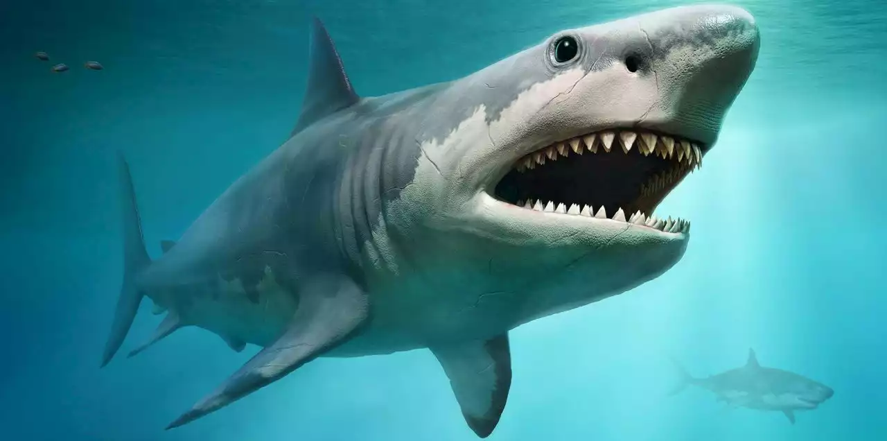 PREHISTORIC SEAS: Could the mighty megalodon have been taken down by the great white?