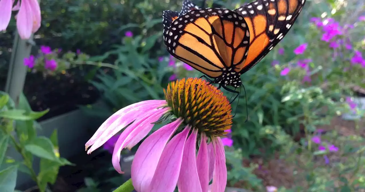 Heard Museum to reopen butterfly house, host ‘date night’ this weekend