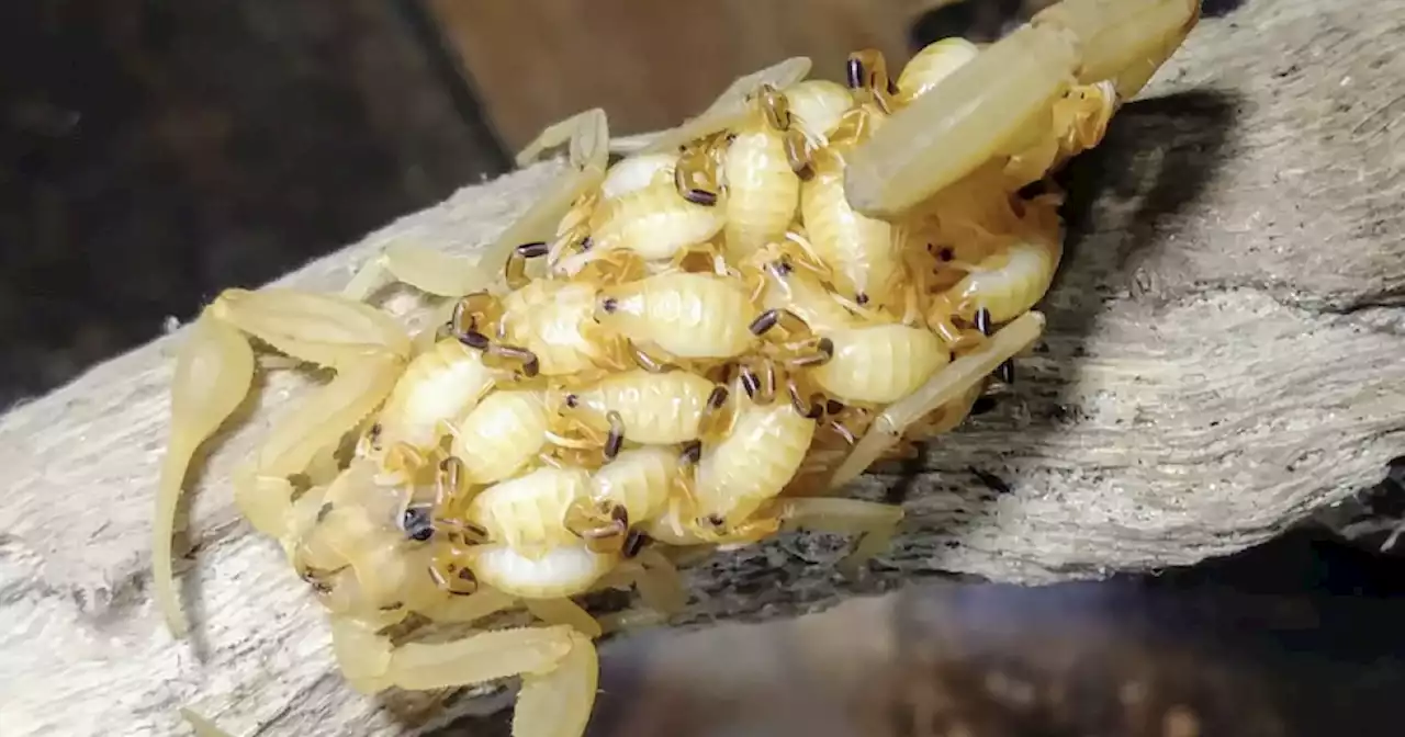 The most venomous scorpion in North America lives in Arizona