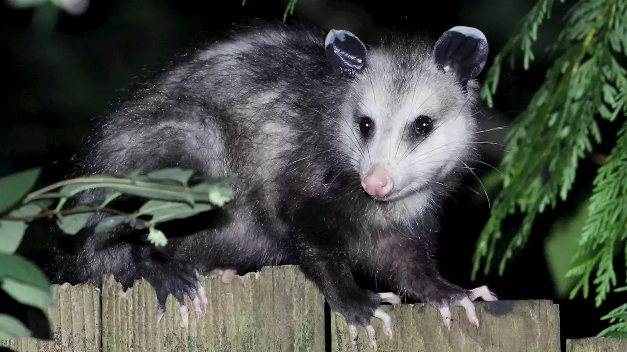 Alaskan woman removes opossum from Brooklyn bar