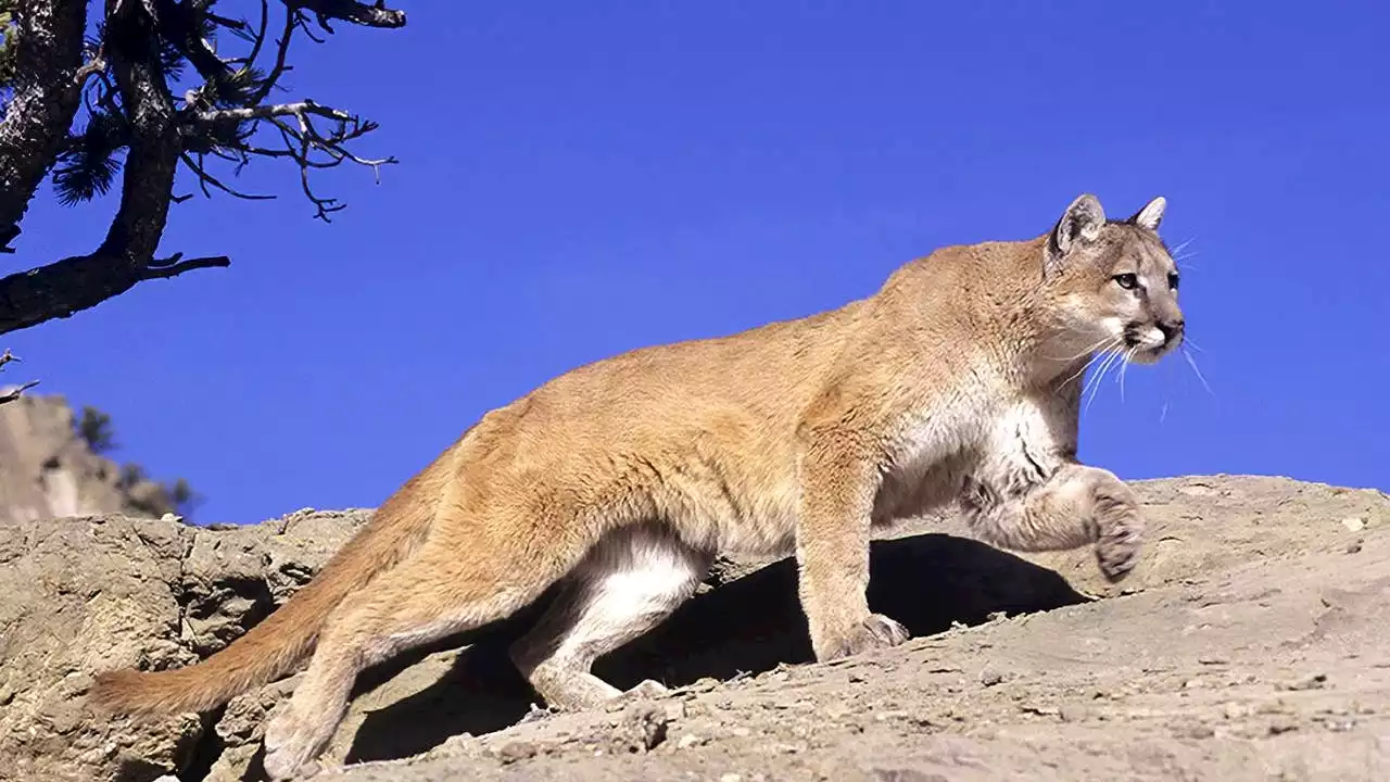 Mountain lion enters Pescadero High School on Peninsula