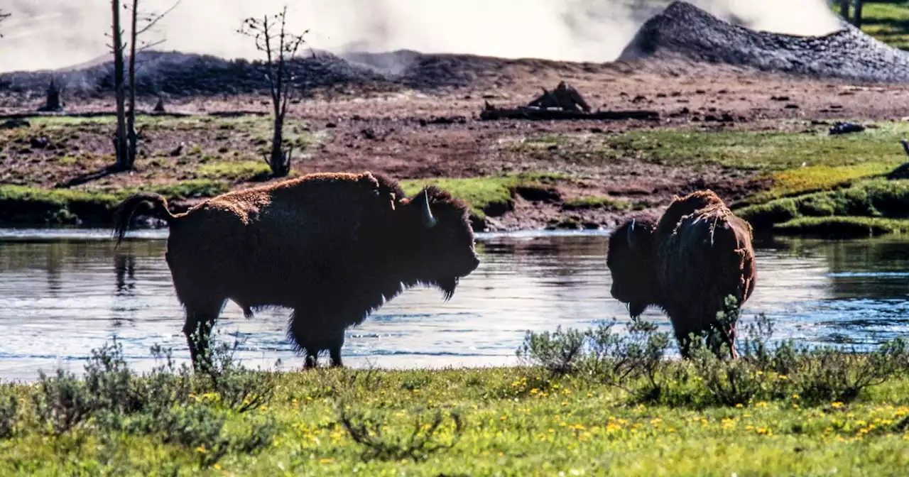 Yellowstone visitor dies after bison gores her, tosses her 10 feet