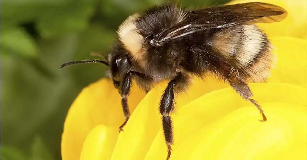 Bees are ‘fish’ under Calif. Endangered Species Act – state court