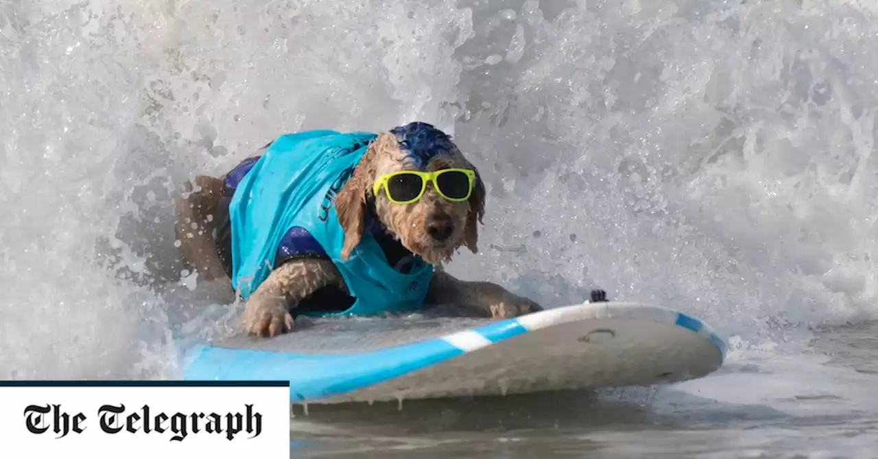 Why your dog should wear sunglasses at the beach