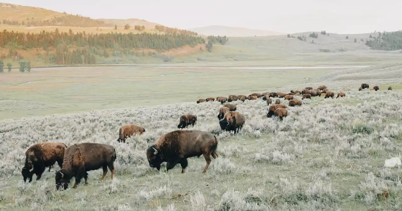 Yellowstone visitor, 25, dies after she is gored and tossed 10 feet by a bison