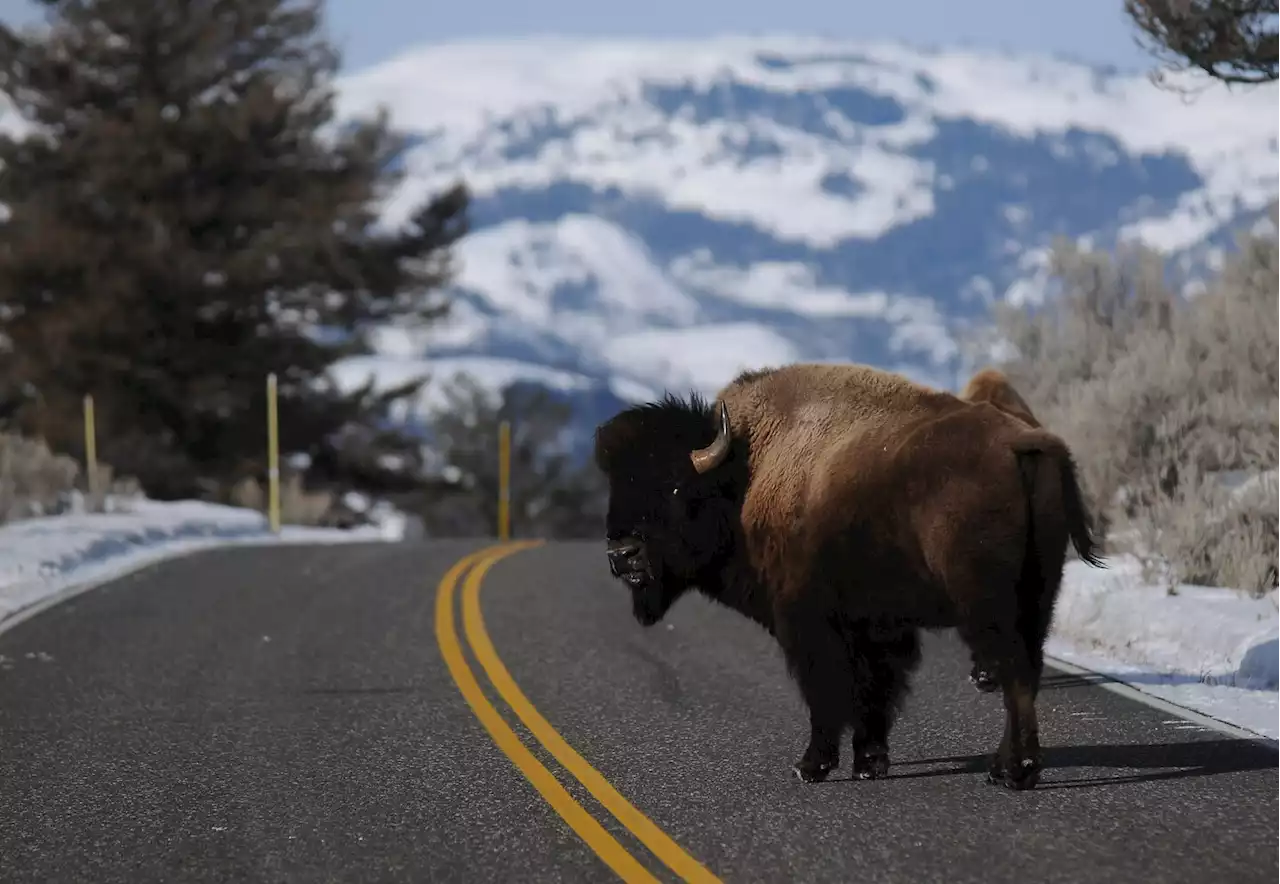 Yellowstone bison gores visitor and flings her 10 feet, park says