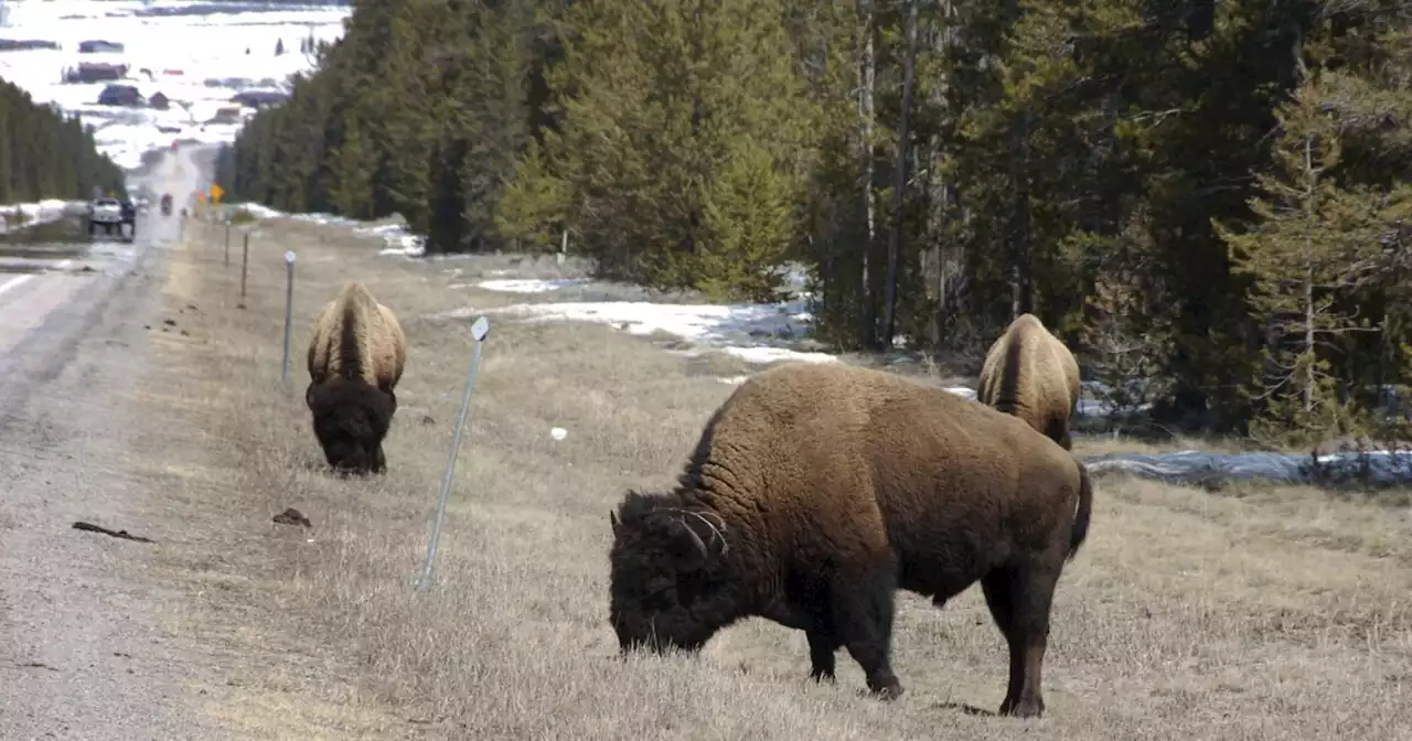 Bison gores Ohio woman in Yellowstone National Park