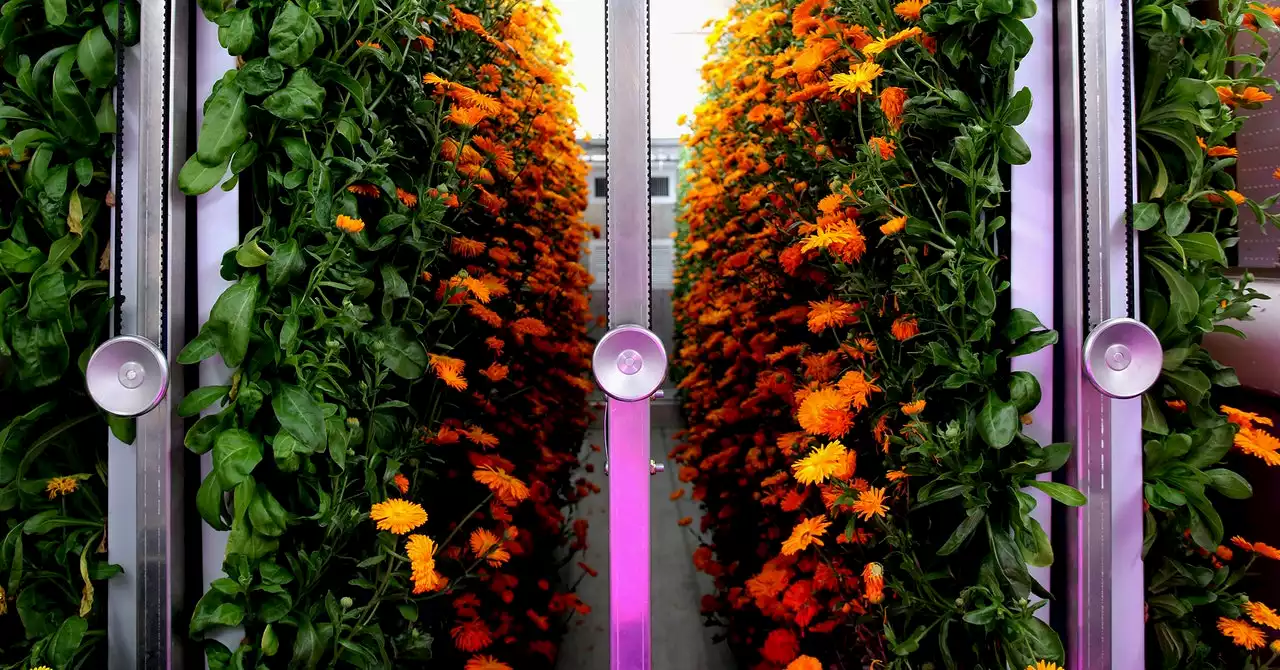 The Trendy, Spendy Future of Tech-Enabled Indoor Farming