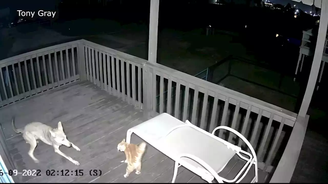 Wild video shows coyote attacking cat on porch of Texas home