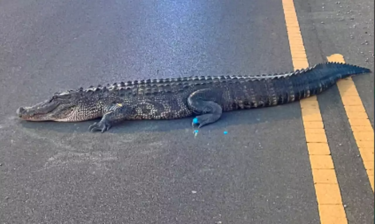 Huntsville alligator sightings on the rise, but they’ve been there for nearly a century