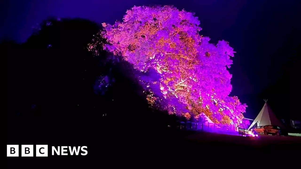 Reported fire in Oxfordshire found to be tree light display